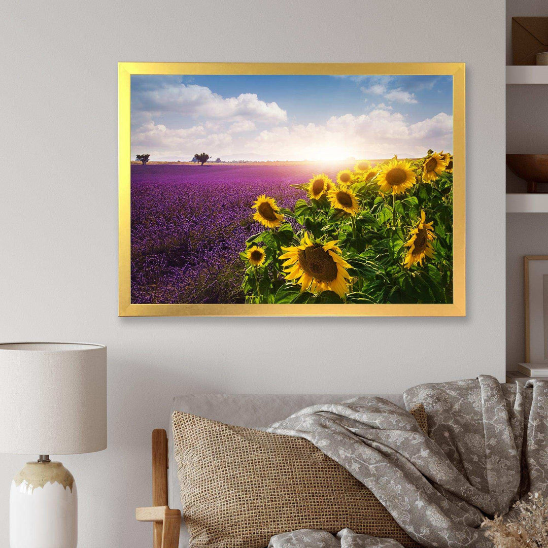Lavender and Sunflower Fields