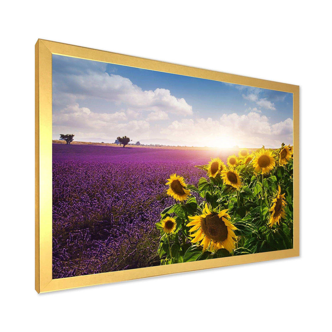 Lavender and Sunflower Fields