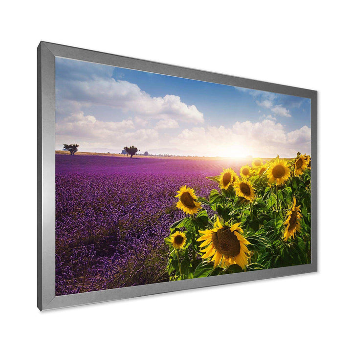 Lavender and Sunflower Fields