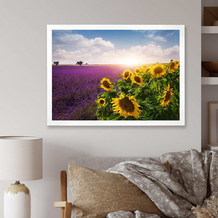 Lavender and Sunflower Fields