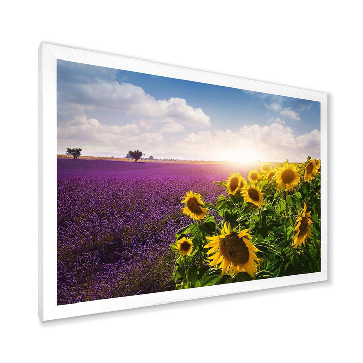 Lavender and Sunflower Fields