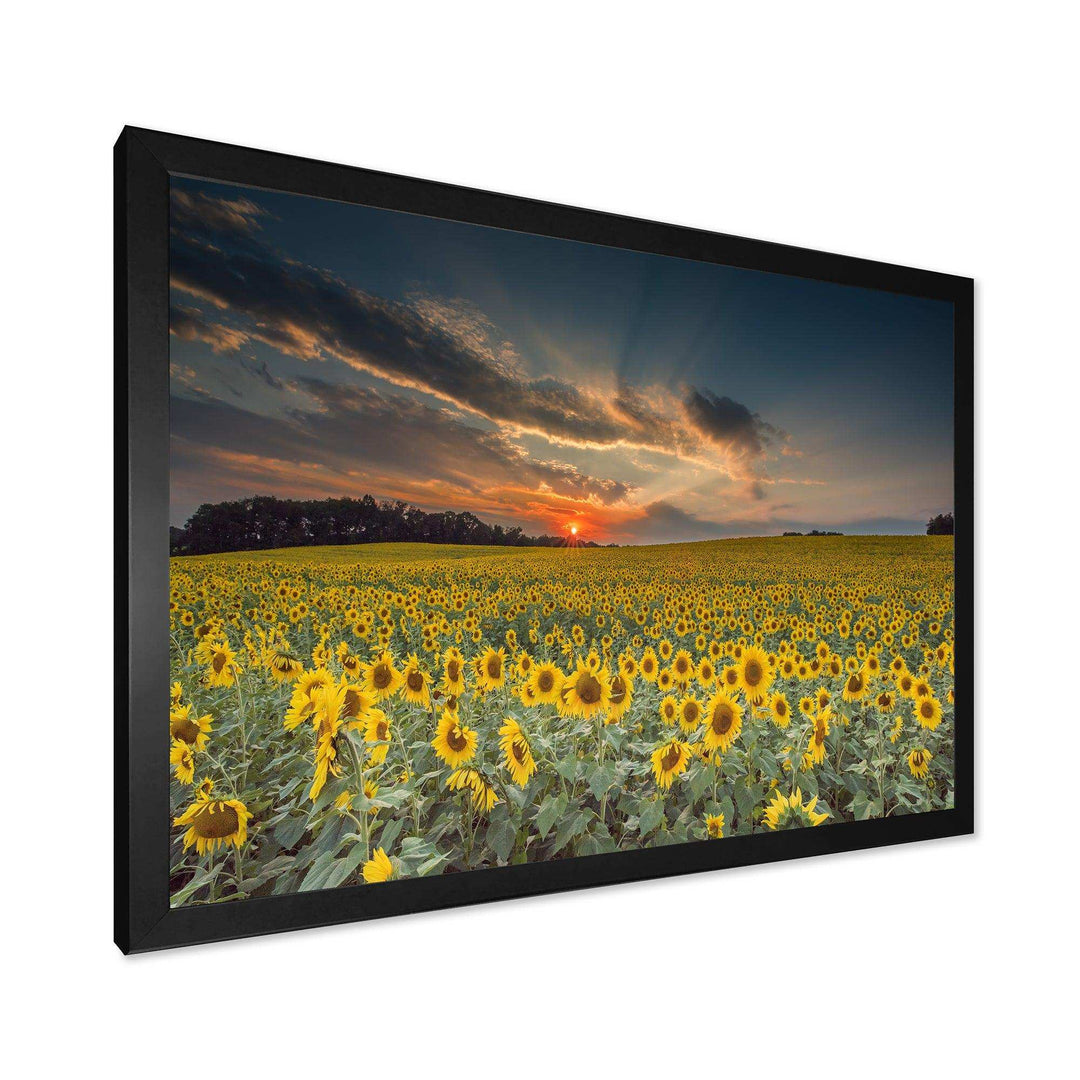 Sunflower Sunset with Cloudy Sky