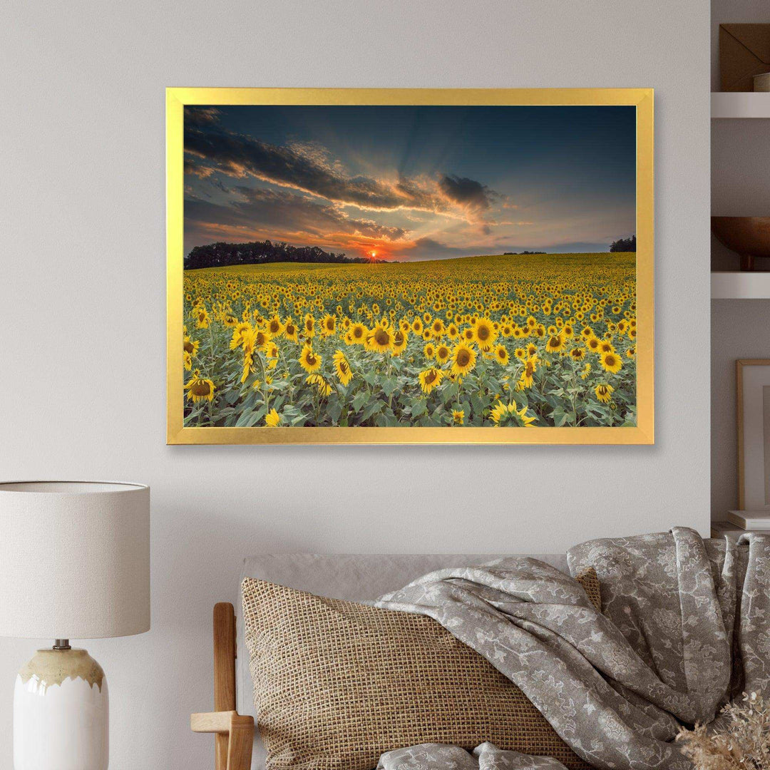 Sunflower Sunset with Cloudy Sky
