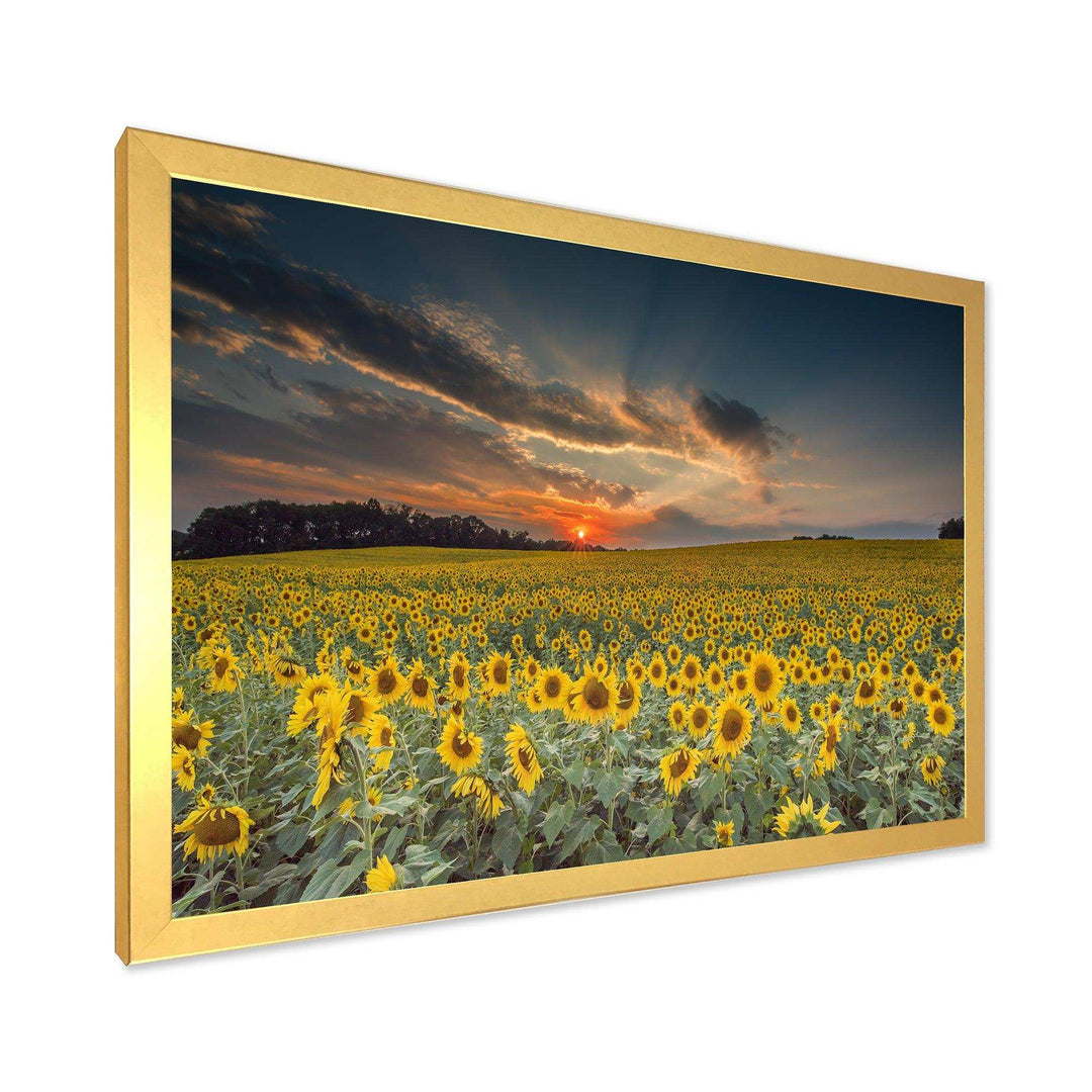 Sunflower Sunset with Cloudy Sky