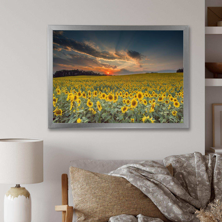 Sunflower Sunset with Cloudy Sky