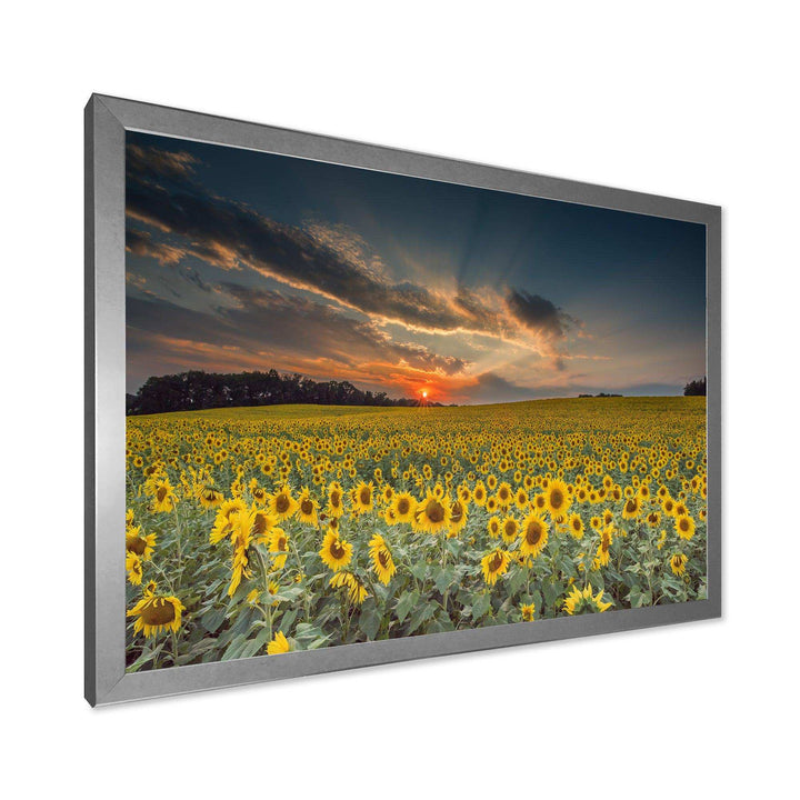 Sunflower Sunset with Cloudy Sky