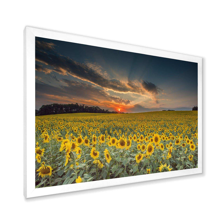 Sunflower Sunset with Cloudy Sky