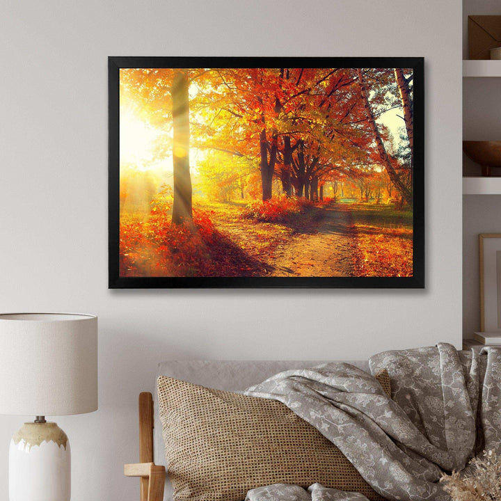 Autumnal Trees in Sunrays