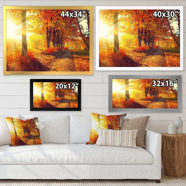 Autumnal Trees in Sunrays