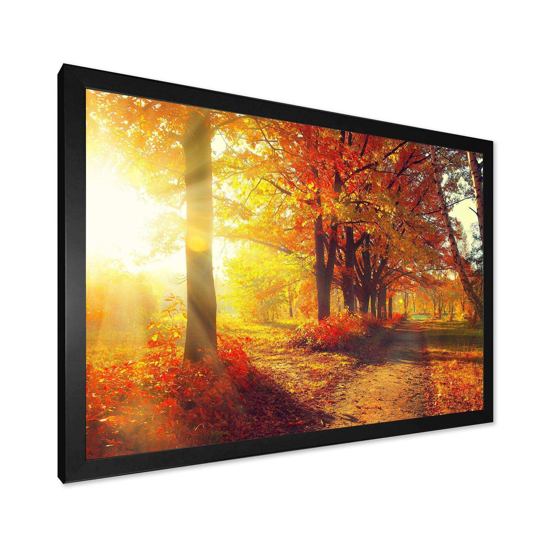 Autumnal Trees in Sunrays