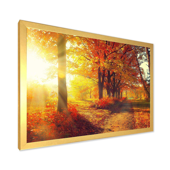 Autumnal Trees in Sunrays