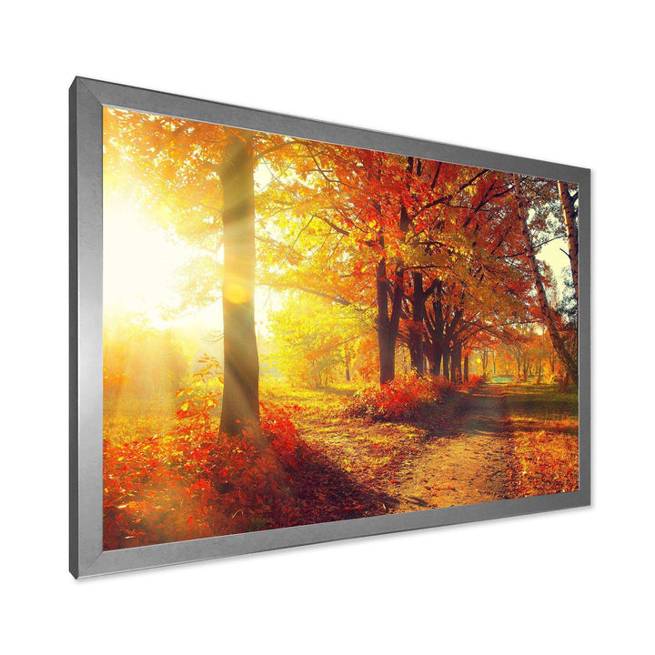 Autumnal Trees in Sunrays