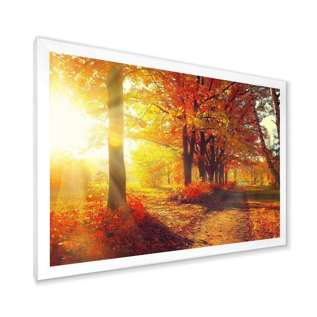 Autumnal Trees in Sunrays