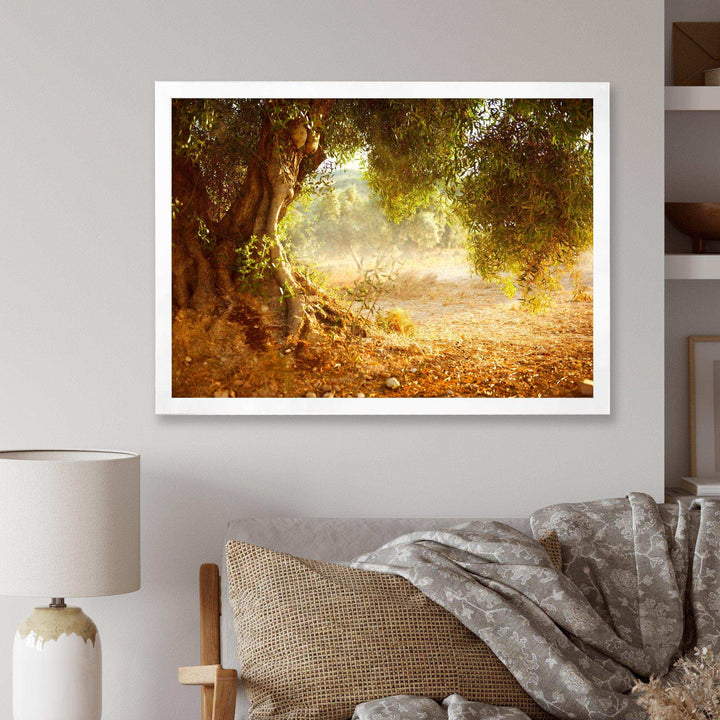 Beautiful Old Olive Tree