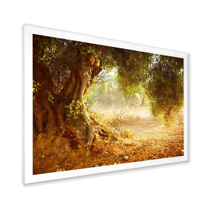 Beautiful Old Olive Tree