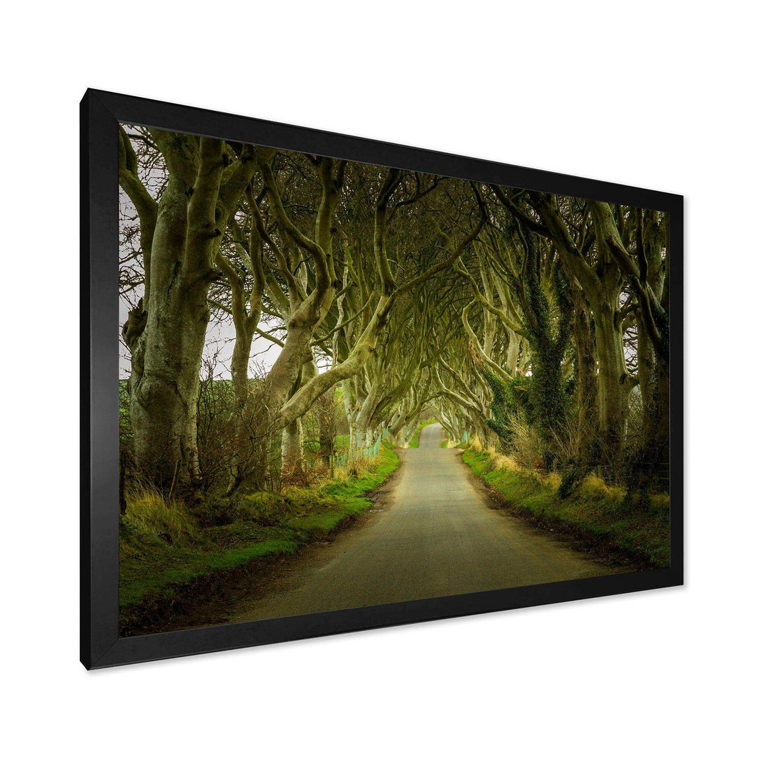 Dark Hedges Road through Old Trees