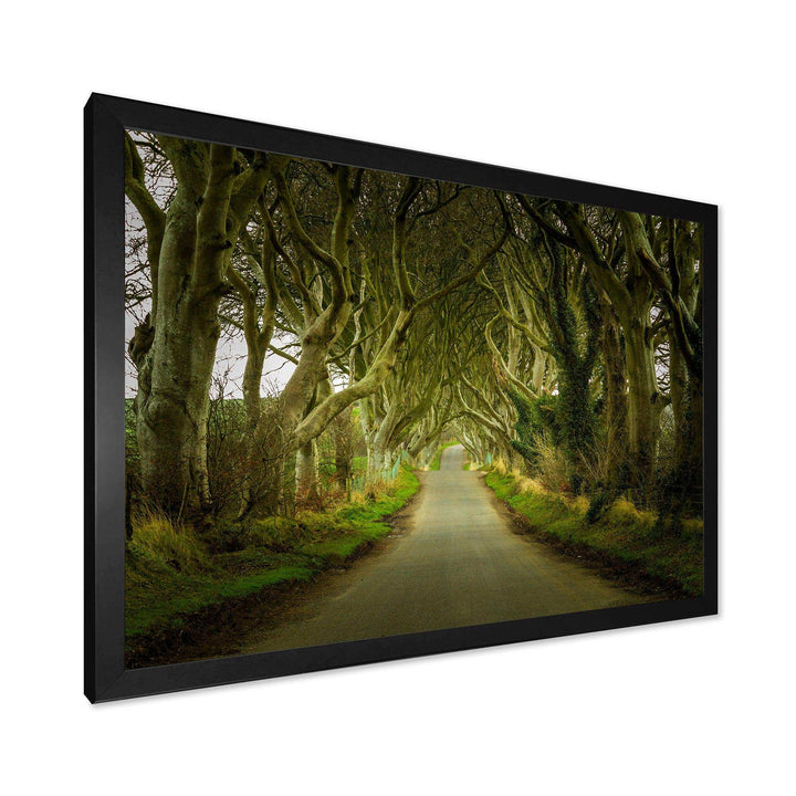 Dark Hedges Road through Old Trees