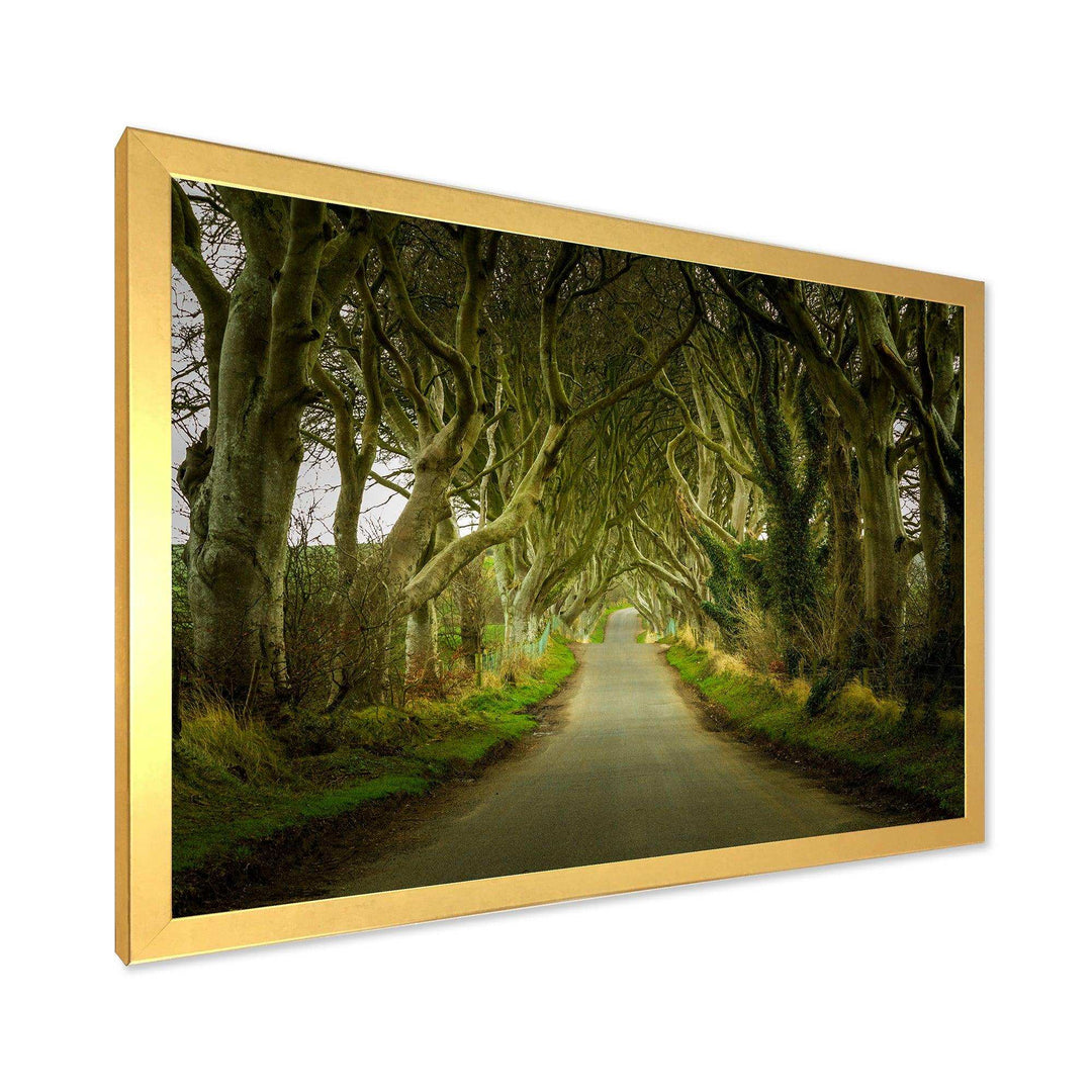 Dark Hedges Road through Old Trees