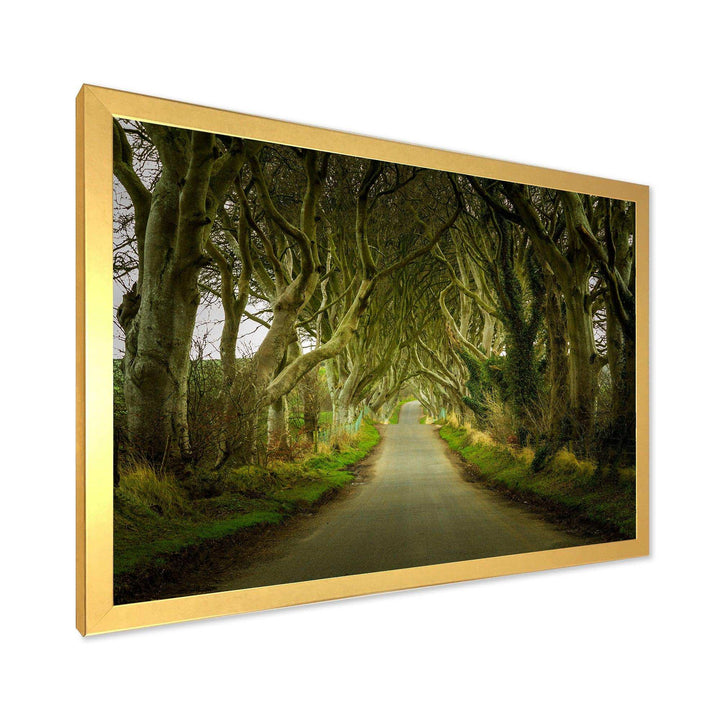 Dark Hedges Road through Old Trees
