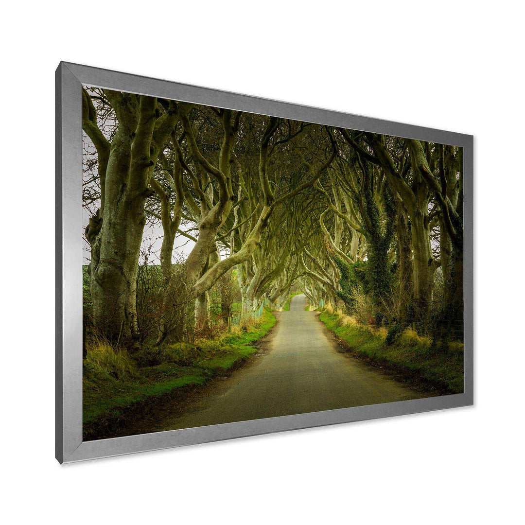 Dark Hedges Road through Old Trees