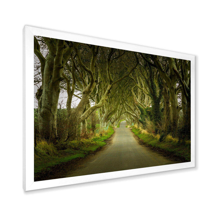 Dark Hedges Road through Old Trees