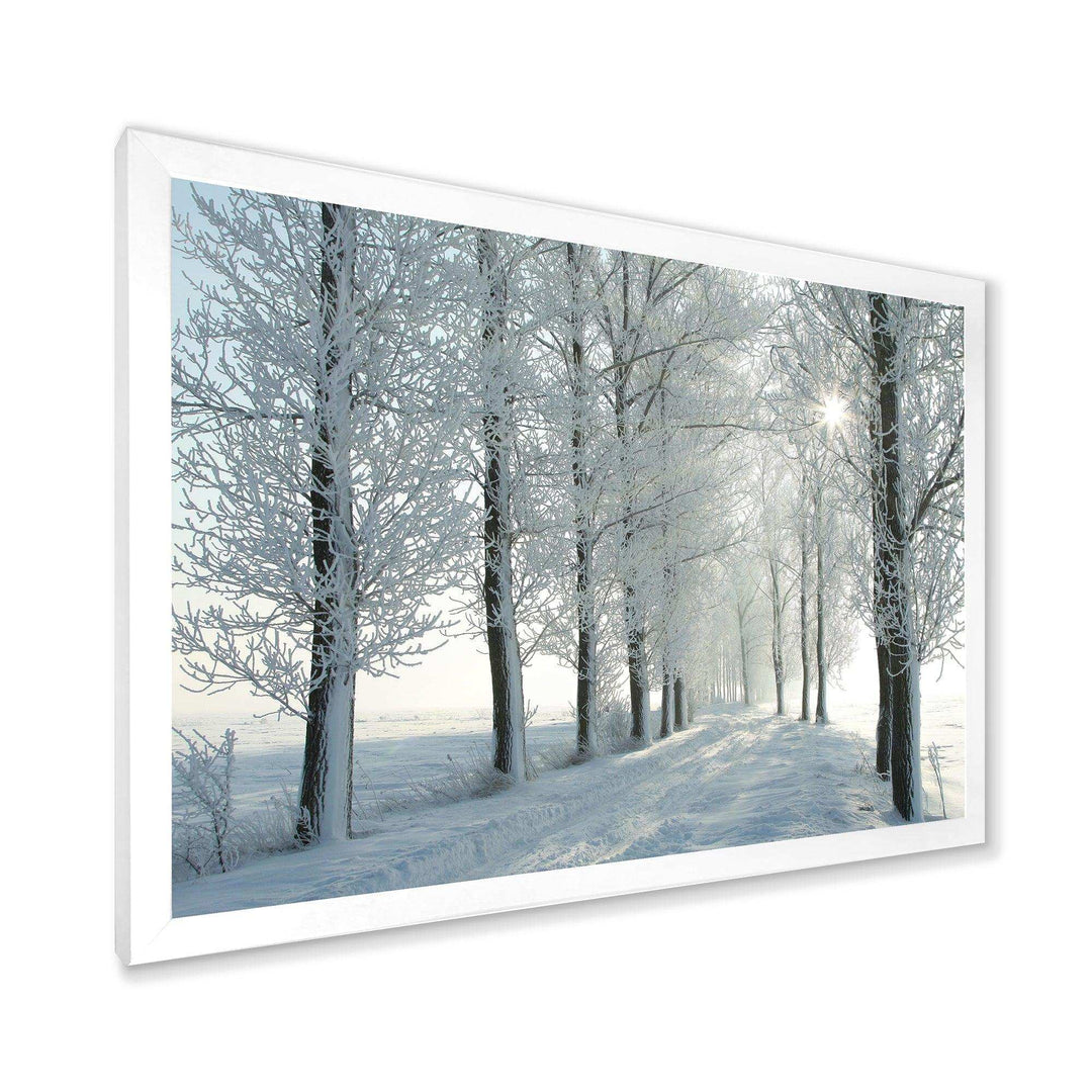 Winter Trees Backlit by Morning Sun