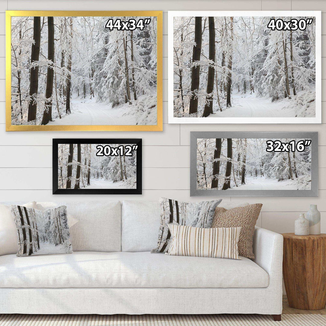 Dense Winter Forest and Lane
