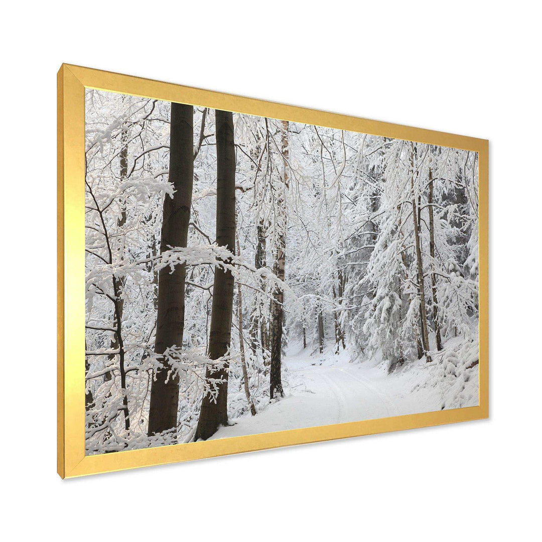 Dense Winter Forest and Lane