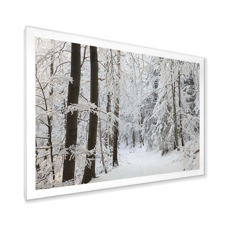 Dense Winter Forest and Lane