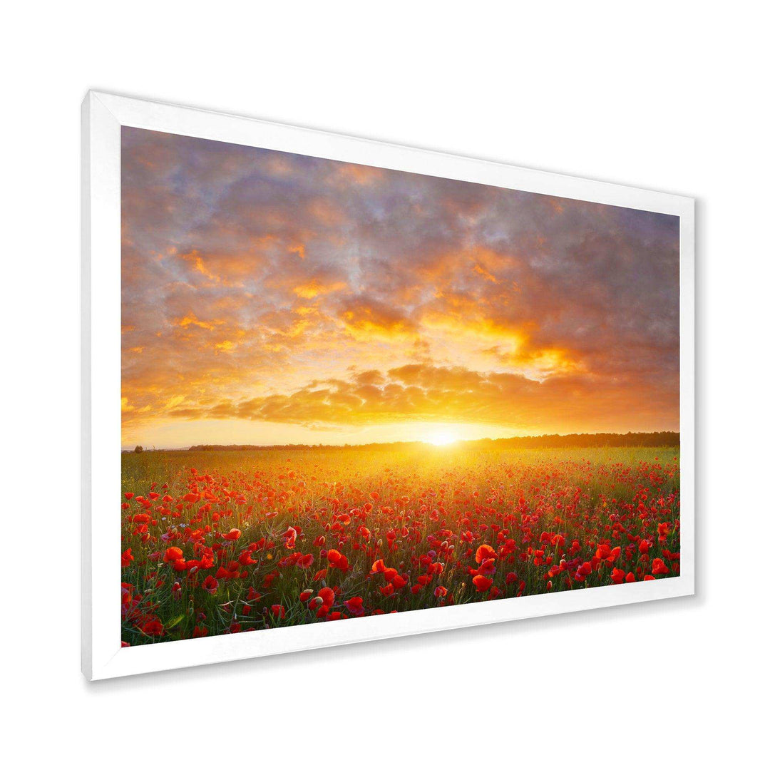 Poppy Field under Bright Sunset