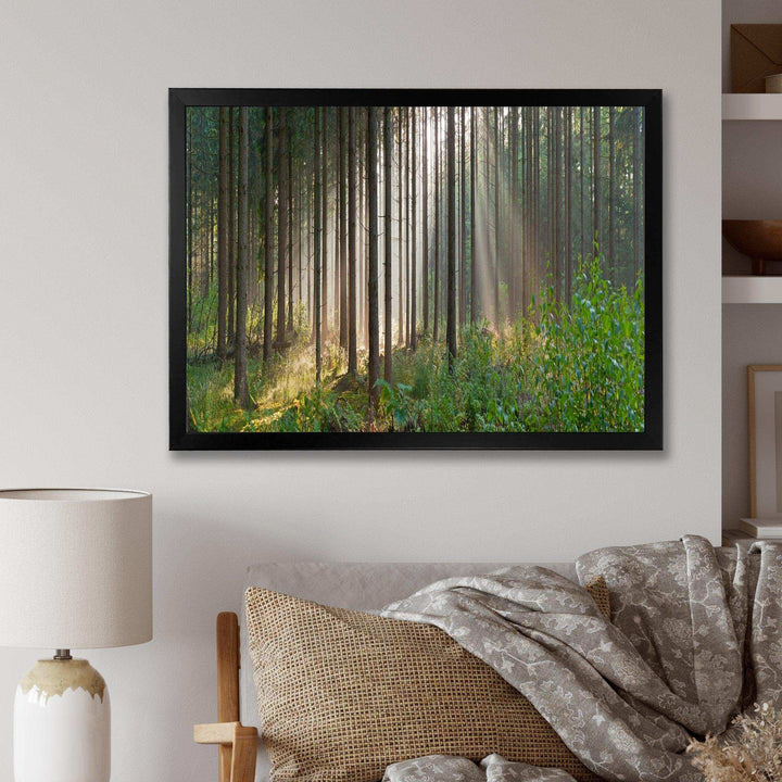 Green Forest in Mist Panorama
