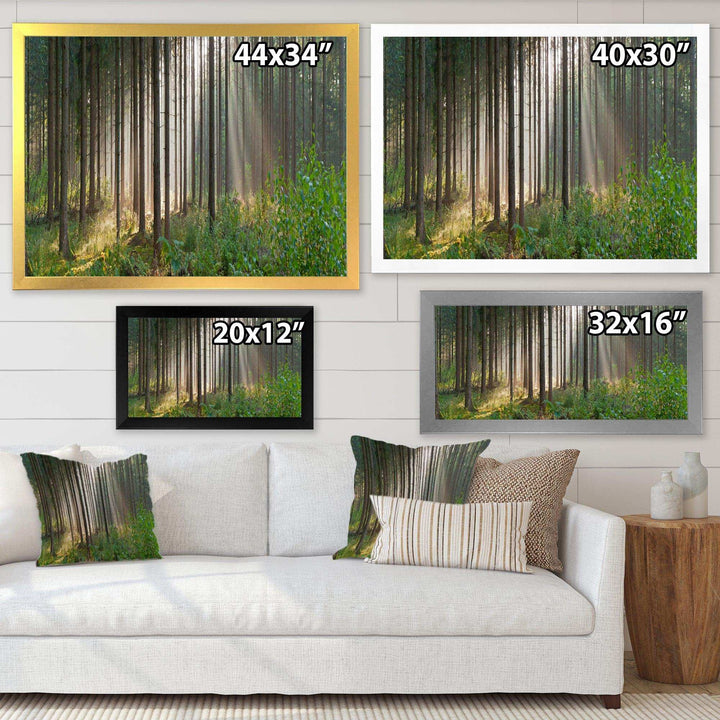 Green Forest in Mist Panorama