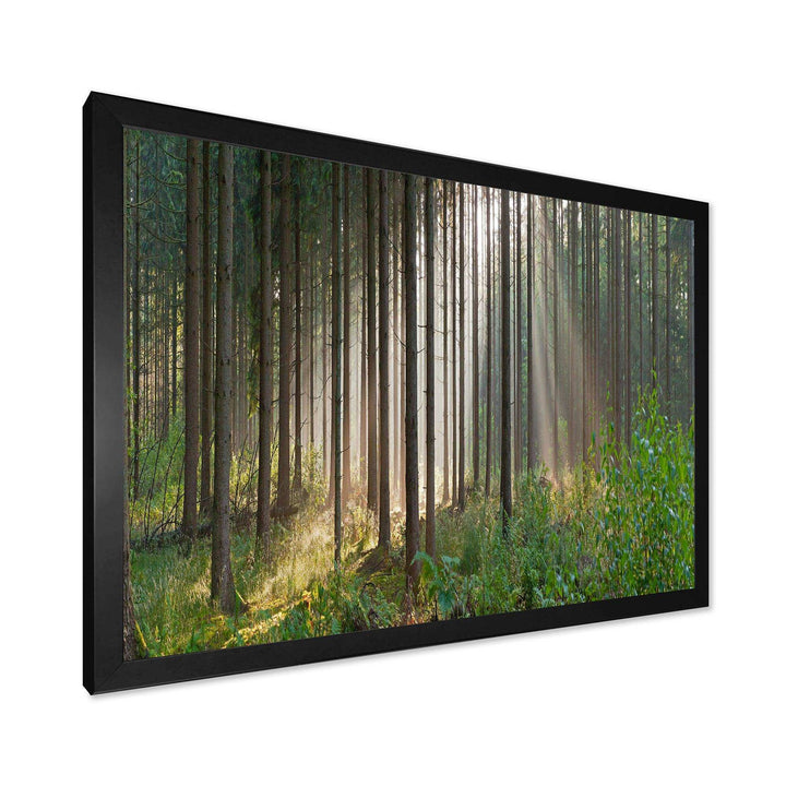 Green Forest in Mist Panorama
