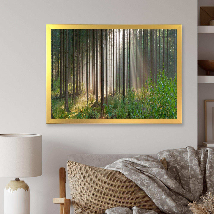 Green Forest in Mist Panorama