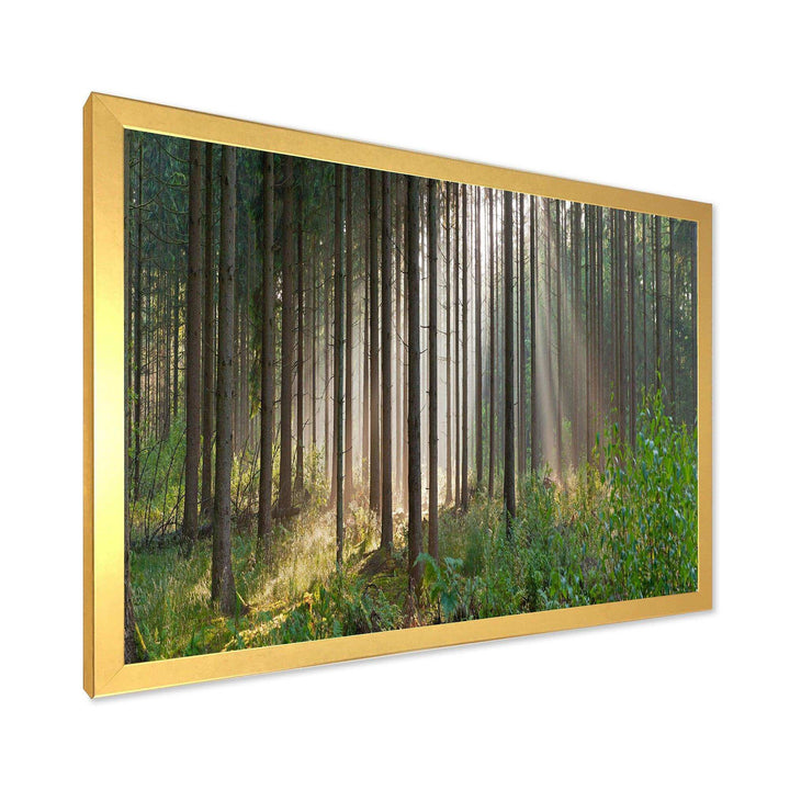 Green Forest in Mist Panorama