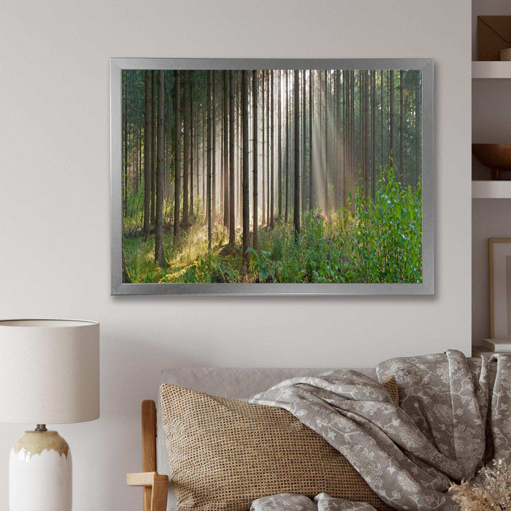Green Forest in Mist Panorama