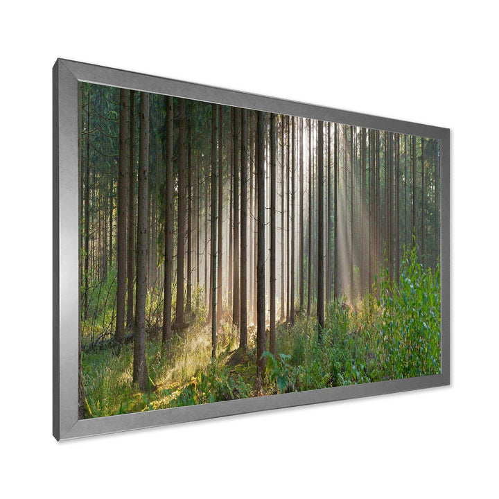 Green Forest in Mist Panorama
