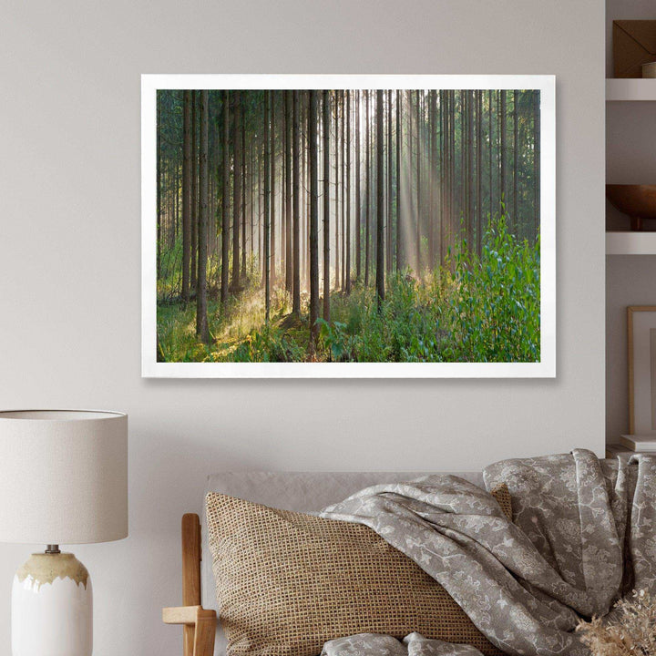 Green Forest in Mist Panorama