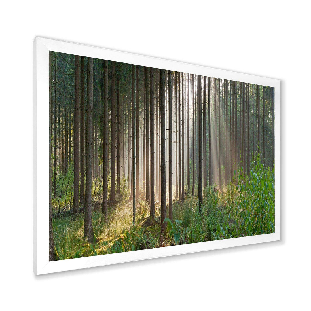 Green Forest in Mist Panorama