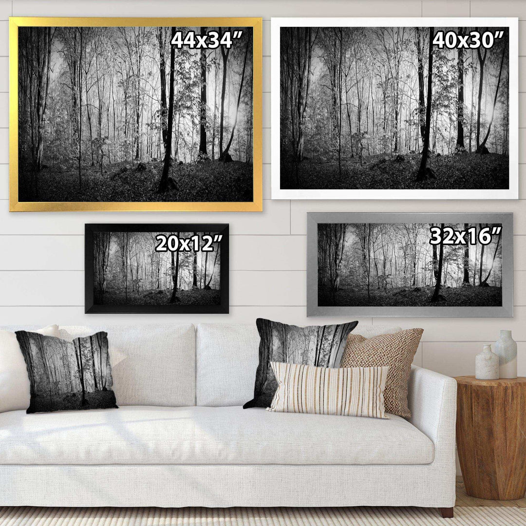 Beautiful Forest Morning Panorama