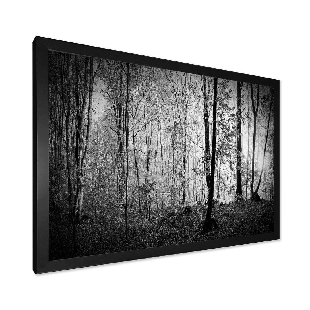 Beautiful Forest Morning Panorama