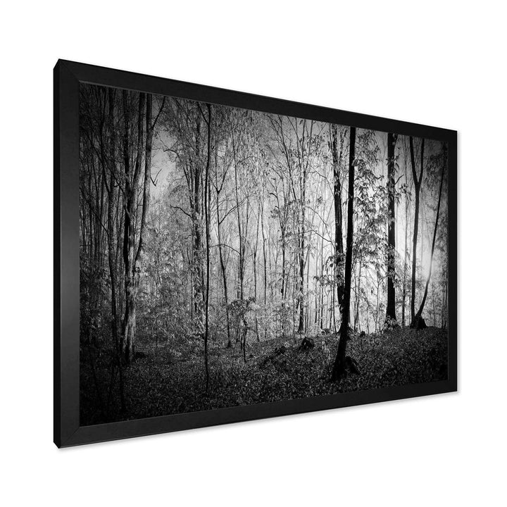 Beautiful Forest Morning Panorama