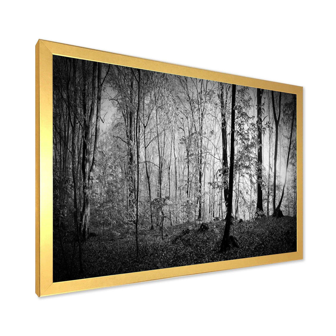 Beautiful Forest Morning Panorama