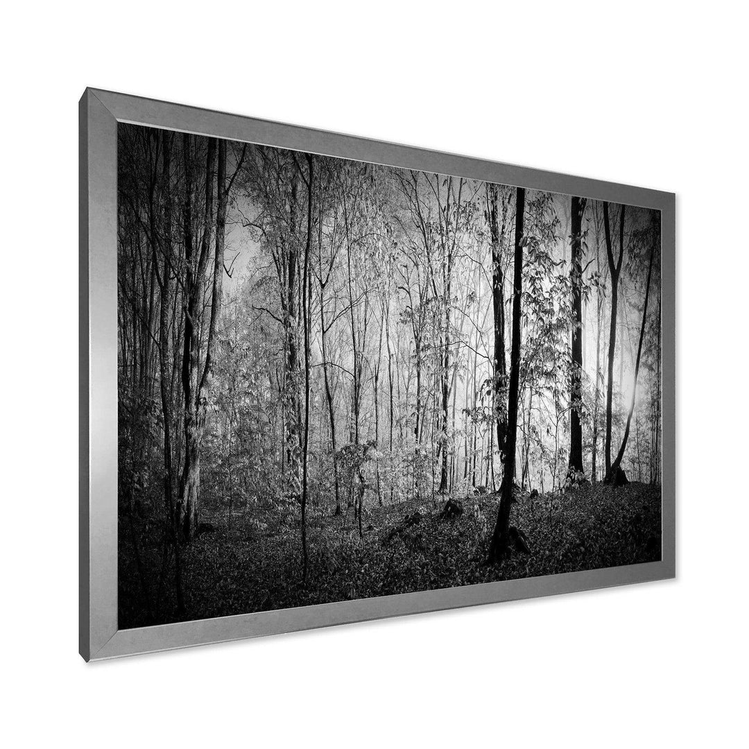 Beautiful Forest Morning Panorama