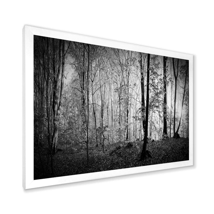 Beautiful Forest Morning Panorama