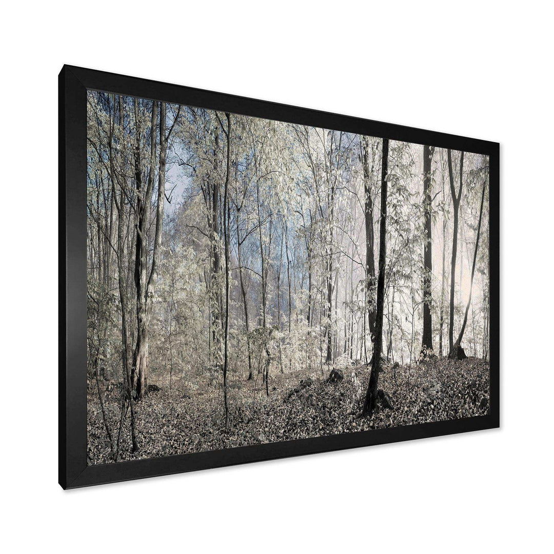 Dark Morning in Forest Panorama