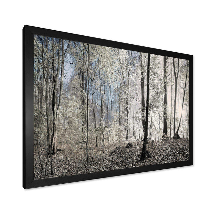 Dark Morning in Forest Panorama