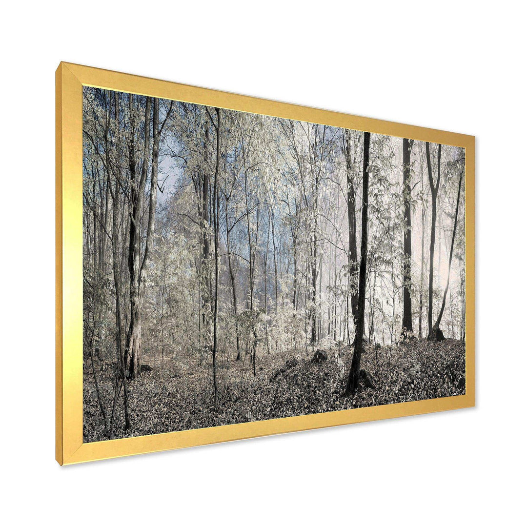 Dark Morning in Forest Panorama
