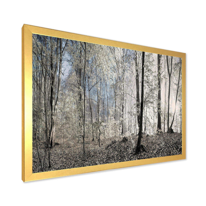 Dark Morning in Forest Panorama
