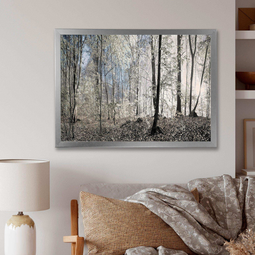 Dark Morning in Forest Panorama